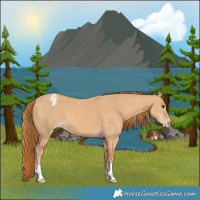 Horse Color:Red Dun Appaloosa 