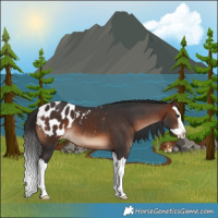 Horse Color:Brown Splash Appaloosa 