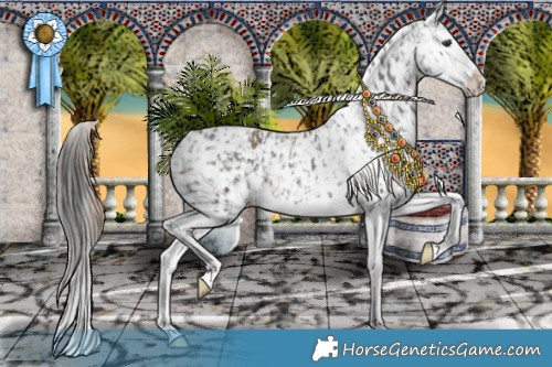 Horse Color:Liver Chestnut Splash Appaloosa Rabicano  and Liver Red Dun Splash Appaloosa Rabicano 