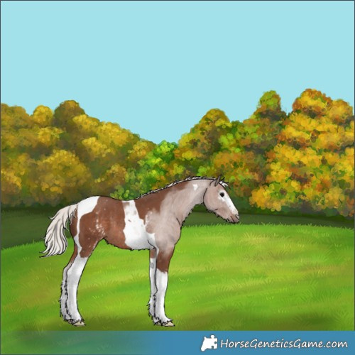 Horse Color:White Spotted Silver Black Tobiano Rabicano 