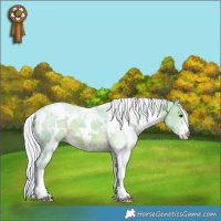 Horse Color:Watercolor White Spotted Silver Black Sabino Appaloosa 