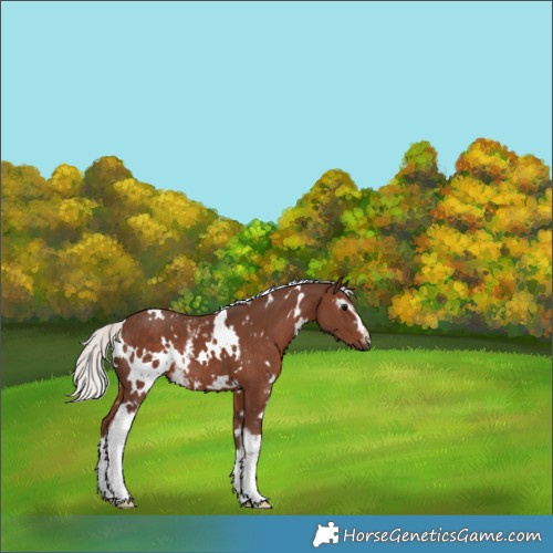 Horse Color:White Spotted Silver Black 