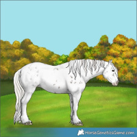 Horse Color:White Spotted Silver Black Ice Sabino 