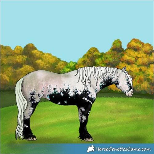 Horse Color:Watercolor White Spotted Silver Smoky Black Pearl Rabicano 