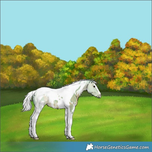 Horse Color:Watercolor White Spotted Silver Black Tobiano 