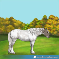 Horse Color:White Spotted Silver Black 