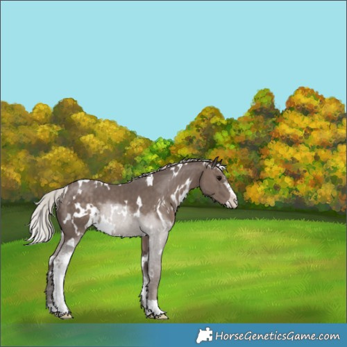 Horse Color:White Spotted Silver Black Sabino 