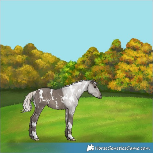 Horse Color:White Spotted Silver Black 