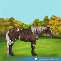Horse Color:White Spotted Silver Black Ice