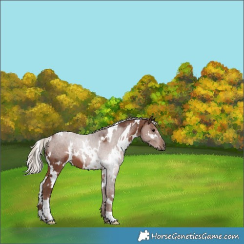 Horse Color:White Spotted Silver Black 
