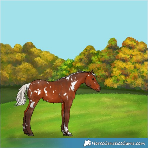 Horse Color:White Spotted Silver Brown 