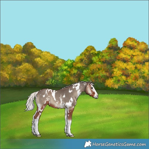 Horse Color:White Spotted Silver Blue Onyx 