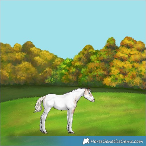 Horse Color:White Spotted Silver Blue Onyx Pearl Tobiano Frame 