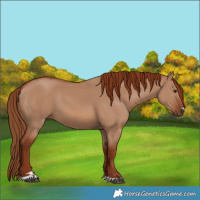 Horse Color:Red Dun 