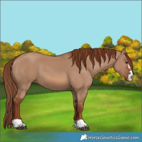Horse Color:Red Dun