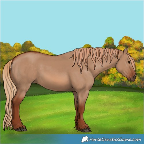 Horse Color:Red Dun 