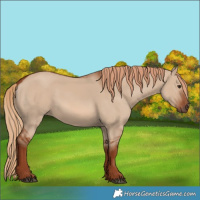 Horse Color:Red Dun 