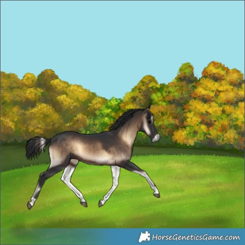 Horse Color:Brown Onyx 
