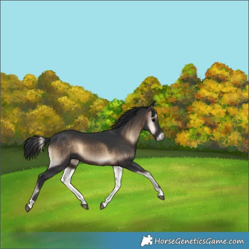 Horse Color:Brown Onyx 