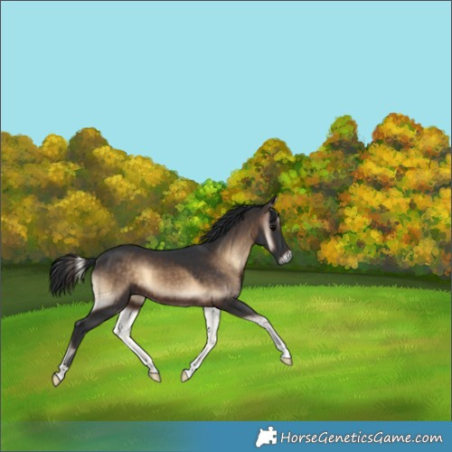 Horse Color:Brown Onyx 