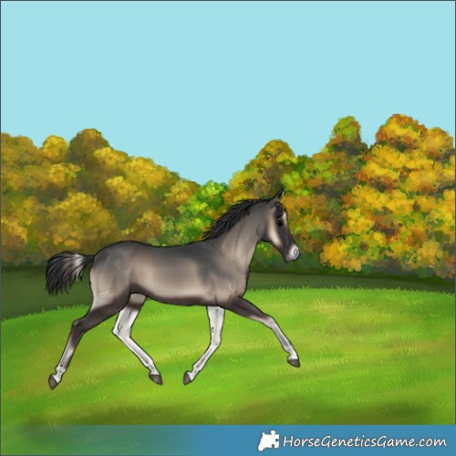 Horse Color:Blue Onyx 