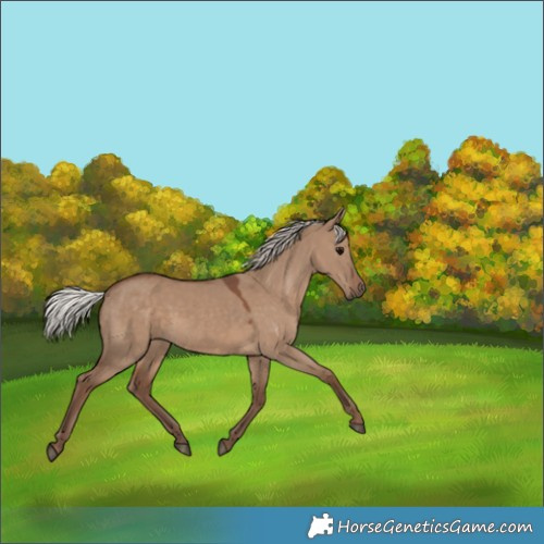 Horse Color:Silver Grullo 