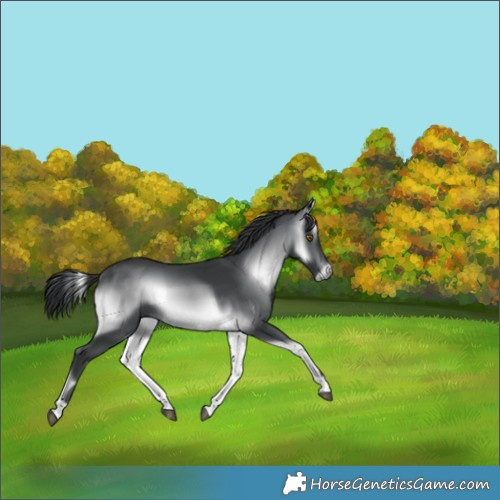 Horse Color:Brown Chinchilla Onyx 