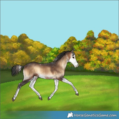 Horse Color:Brown Onyx Sabino Rabicano 