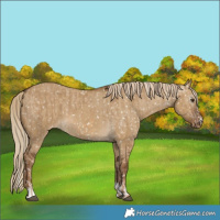 Horse Color:Chocolate Palomino Dun Snowflake Varnish and Gray Chocolate Palomino Dun Snowflake Varnish