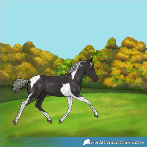 Horse Color:Liver Chestnut Mushroom Tobiano 