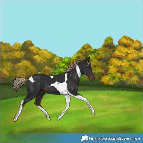 Horse Color:Liver Chestnut Tobiano 