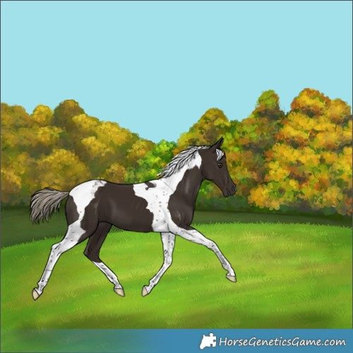 Horse Color:Liver Chestnut Tobiano 