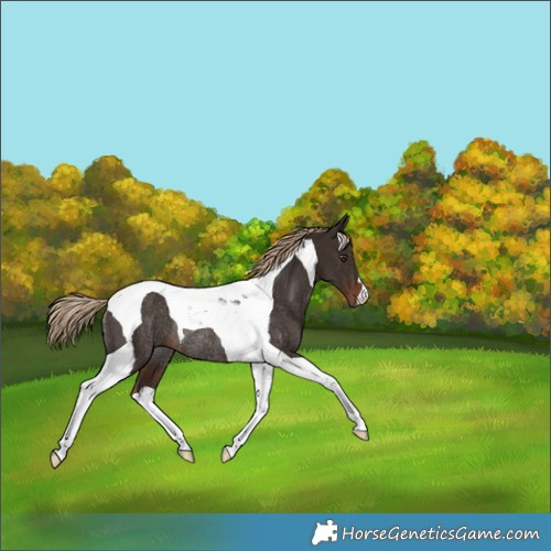 Horse Color:Liver Chestnut Tobiano Rabicano 