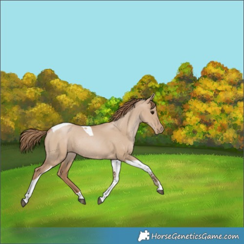 Horse Color:Grullo Pearl Tobiano Rabicano 