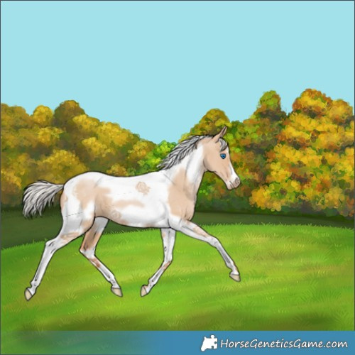 Horse Color:Silver Grullo Pearl Tobiano Frame 