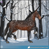 Horse Color:Brown Appaloosa