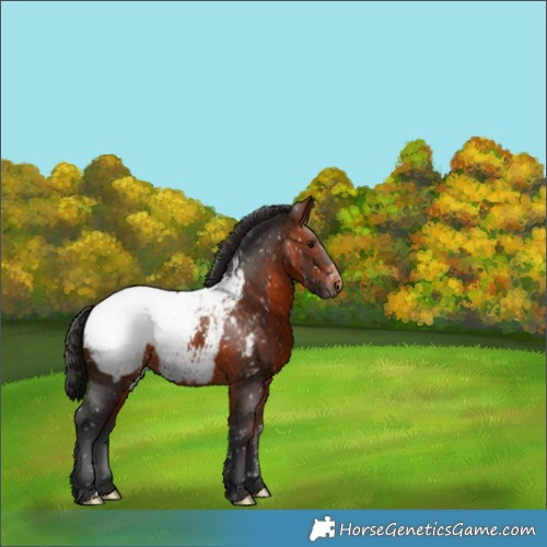 Horse Color:Bay Appaloosa 