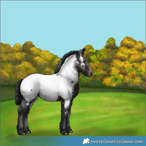 Horse Color:Brown Appaloosa 
