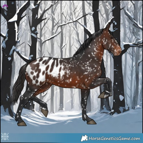 Horse Color:Brown Appaloosa 