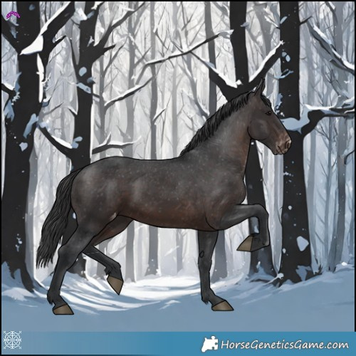 Horse Color:Brown Appaloosa