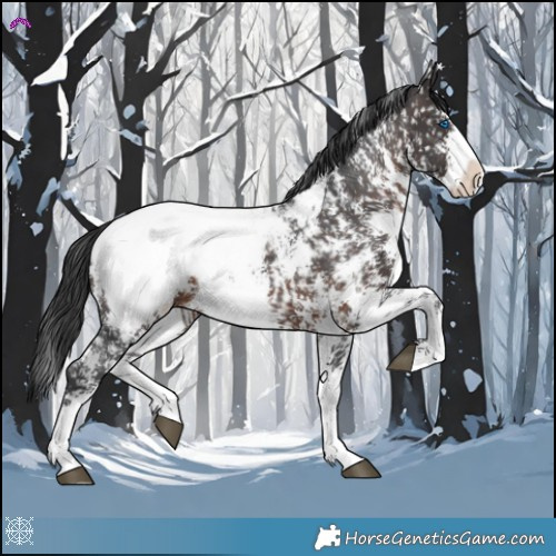 Horse Color:Brown Sabino Splash Appaloosa 
