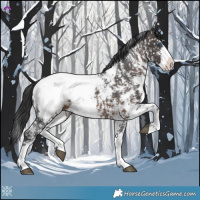 Horse Color:Brown Sabino Splash Appaloosa 