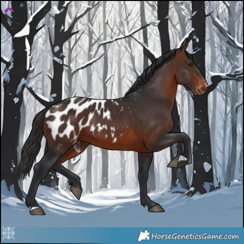 Horse Color:Brown Appaloosa