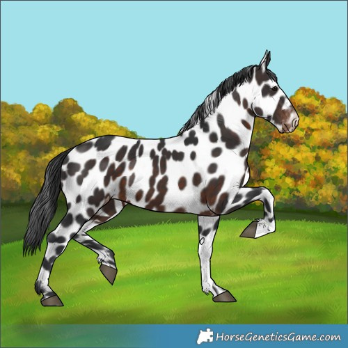 Horse Color:Brown Near Leopard 