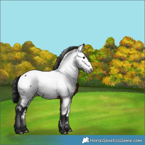 Horse Color:Brown Appaloosa 