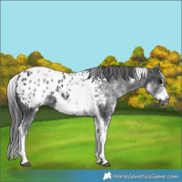 Horse Color:White Spotted Black Splash Tobiano Frame Appaloosa 