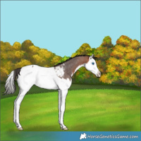 Horse Color:Bay Roan Splash Near Fewspot Rabicano 