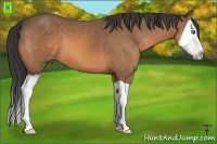 Horse Color:Buckskin Splash 