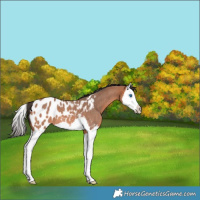 Horse Color:Bay Roan Splash Near Leopard 