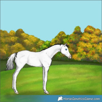 Horse Color:Blue Roan Splash Near Fewspot 
